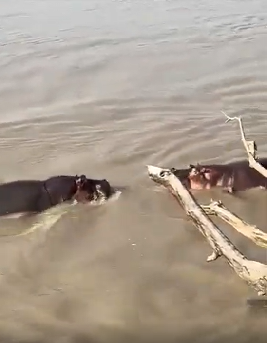 screenshot 2026 01 25 232130